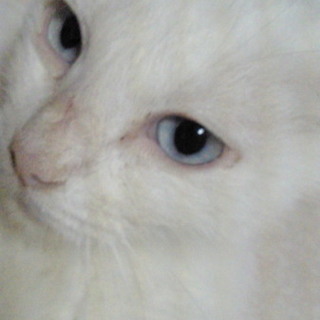 里親さんになって下さい！