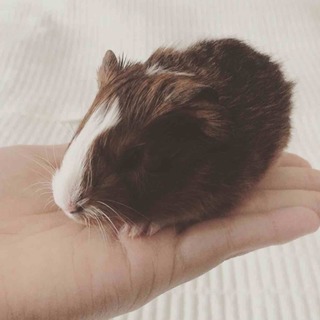 人懐っこいモルモットの赤ちゃん