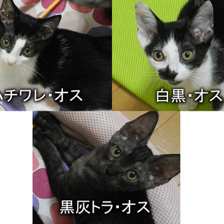 三ヶ月～三ヶ月半の子猫（愛知県優先・他県も可）