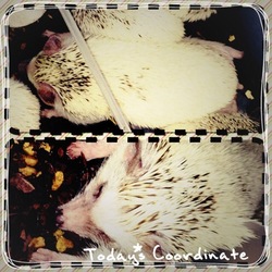 「【動画/ハリネズミ】夏用床材。」サムネイル1