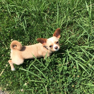 【一旦募集停止】チワックス（オス、成犬）捨て犬