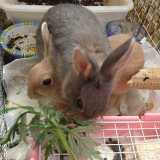 4ヶ月メス  健康状態問題あり