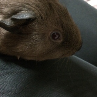 里親決定しました！