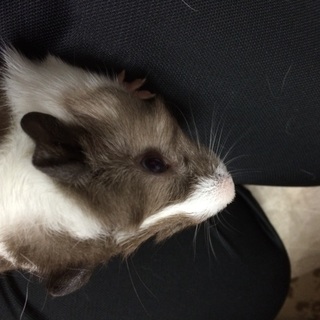 里親決定致しました！