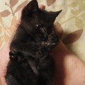 【神奈川】生後２ヶ月くらいの黒仔猫(オス)です