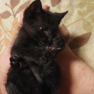 【神奈川】生後２ヶ月くらいの黒仔猫(オス)です