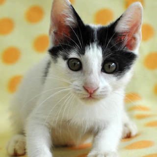 個性的な名前★白黒のパインくん