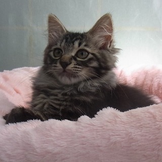 超ゴージャス♪ふわふわ長毛の子猫ちゃん