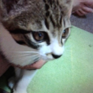 早めに里親をさがしています