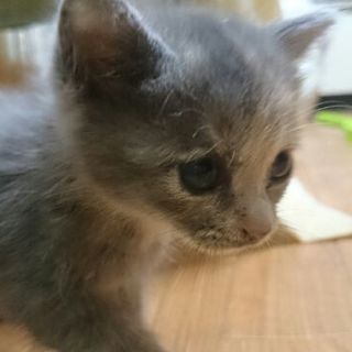 小さいけれど元気いっぱい　ホップちゃん