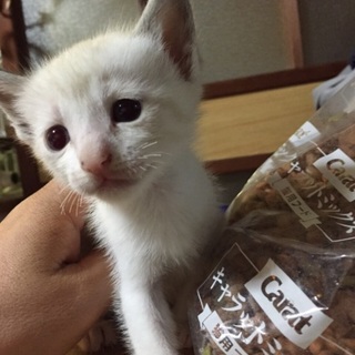 シャム系女の子☆