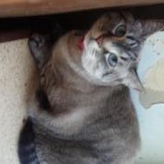 グレートラ、キジトラ兄妹のグレートラ。人間大好き☆