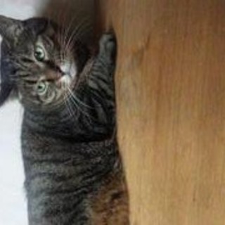 グレートラ、キジトラ兄妹のキジトラ。人間大好き☆