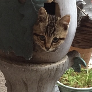 責任を持って面倒を見て下さる里親さん募集