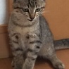 責任を持って面倒を見て下さる里親さん募集 サムネイル4