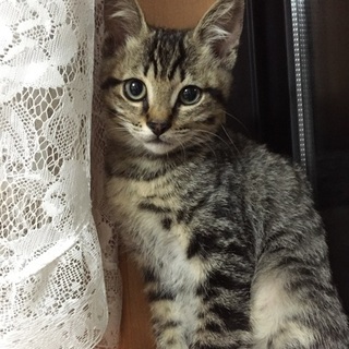 責任を持って面倒を見て下さる里親さん募集