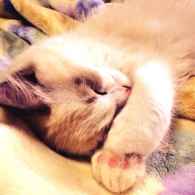 狛狗のカバー写真