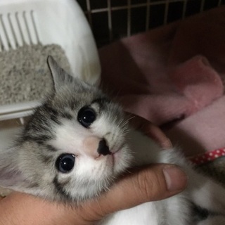 白キジ男の子☆