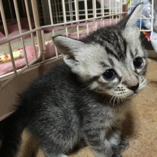 サバトラ女の子☆