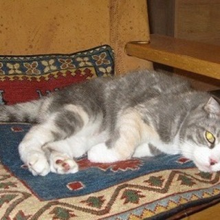 遺棄されたスコティッシュフォールド！