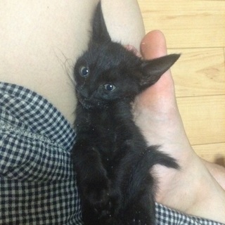 野良猫の赤ちゃんを保護しています