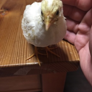 【一時停止】姫ウズラの里親さん募集