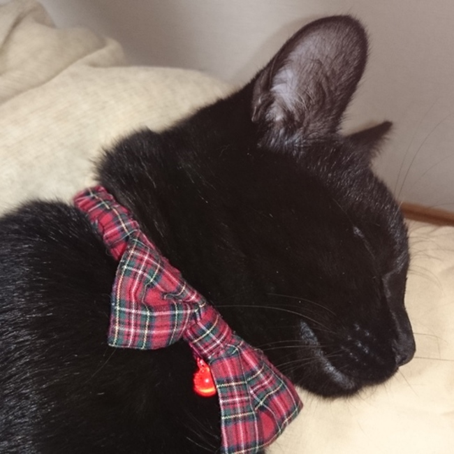 ひろ＃52のカバー写真