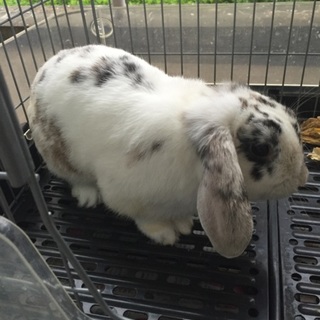 再応募　ロッピイヤーラビット　男の子　１1ヶ月