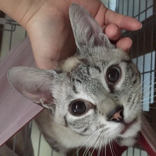 シャム系ブルーアイ　美形おっとり男子