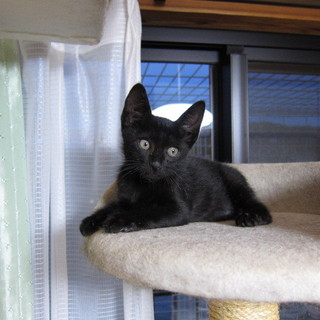 雨の中で必死に泣いていた黒子猫ちゃん★里親急募！！