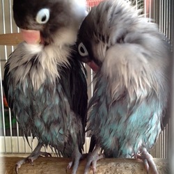 ボタンインコのいる生活