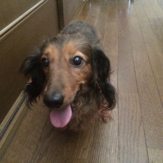 ミニチュアダックスフンド里親決定