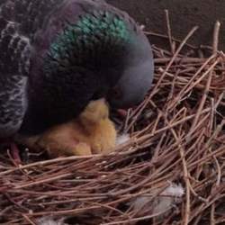 鳩の雛を保護しました
