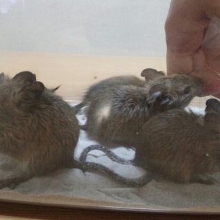 生後1か月半のデグー赤ちゃん7匹