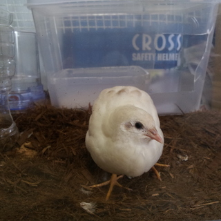 姫うずらの雛３羽