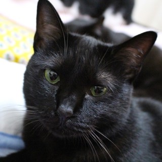 しっぽの長い黒猫の女の子