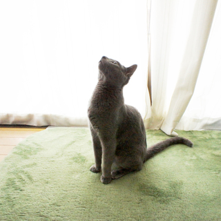 ロシアンブルーの男の子 《2013.11.10生》