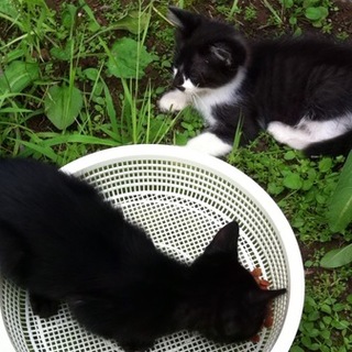 里親になっていただける方を探しています