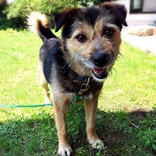 性格ハナマル！優しいテリアボーイ