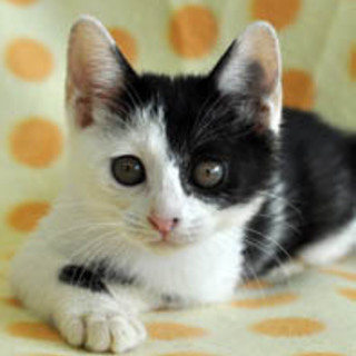 人懐っこい女の子☆りんごちゃん