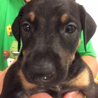 ピットブル＆ドーベルマンMIX　子犬