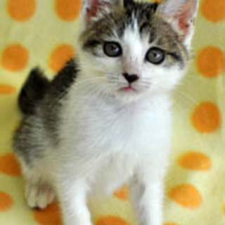 お鼻がハート♡　あんずちゃん