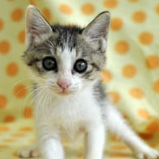 まるくて大きな瞳☆メロンくん