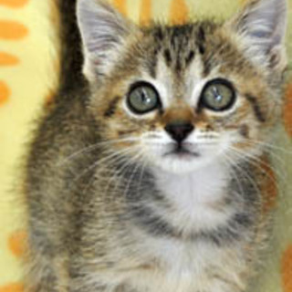 可愛いキジトラ　小太郎くん！