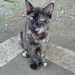 ちょっとぷっくりさびちゃん♀♡