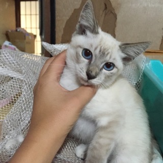 シャム系美人女の子☆