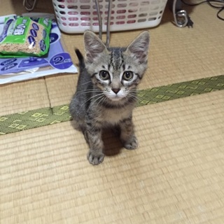 イケメンキジトラ男の子☆
