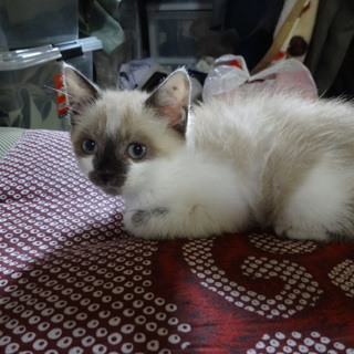 大事に育ててくれる方！