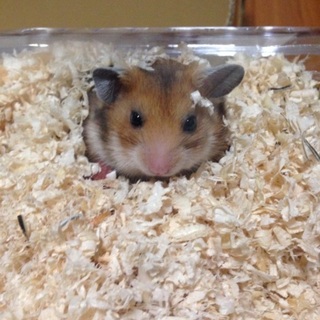 ゴールデンハムスター