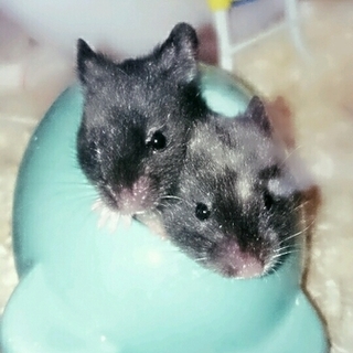 里親様決定いたしました。